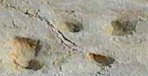 Altamura - orme di dinosauri