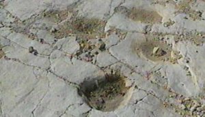 Altamura - orme di dinosauri