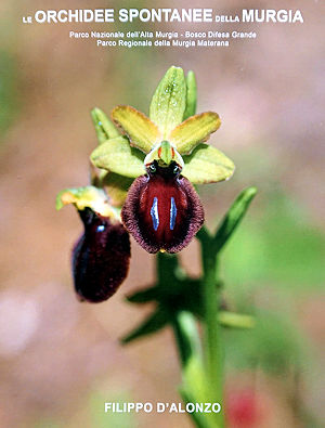 Orchidee spontanee della Murgia